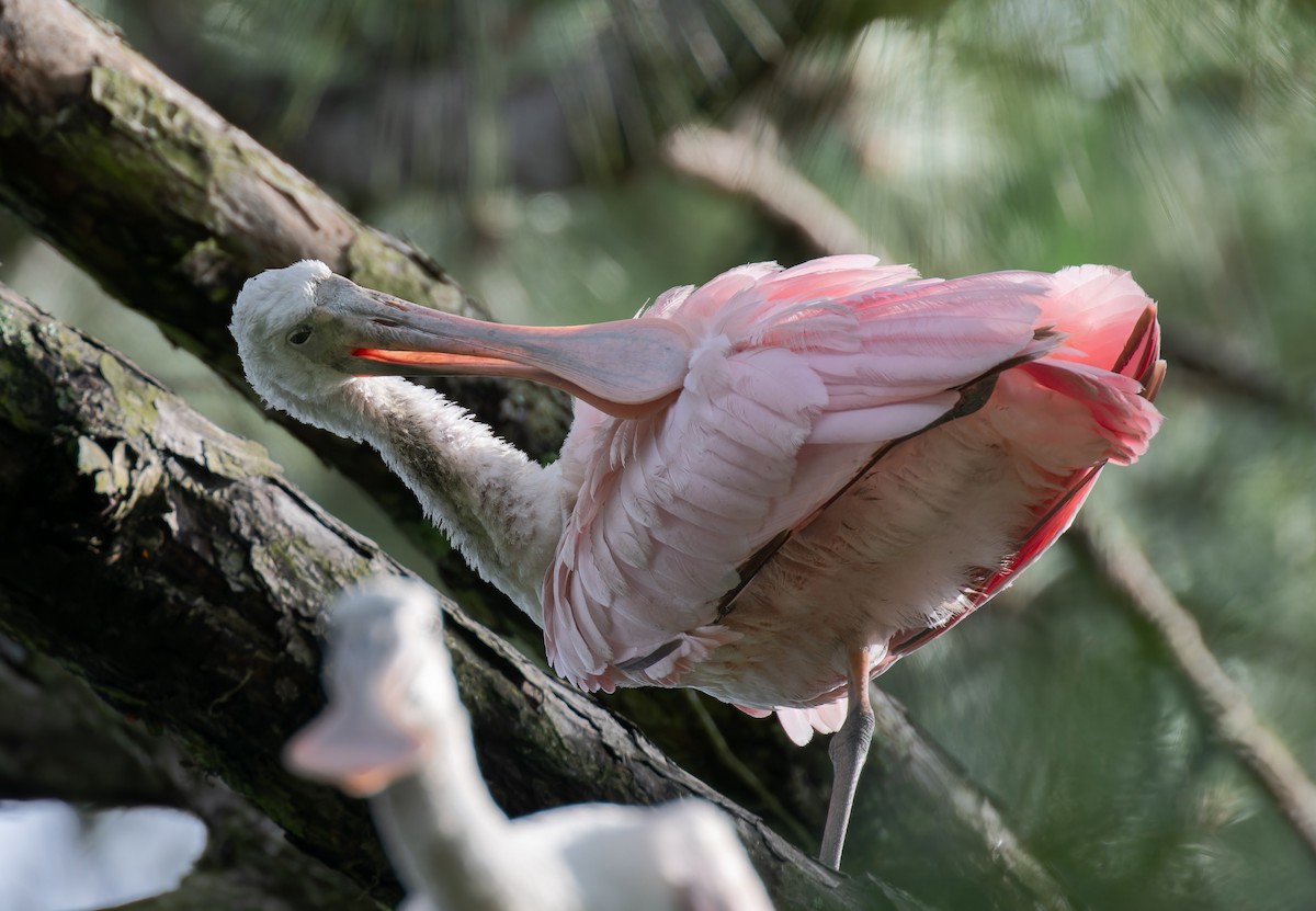 Roseate Spoonbill - ML638791752