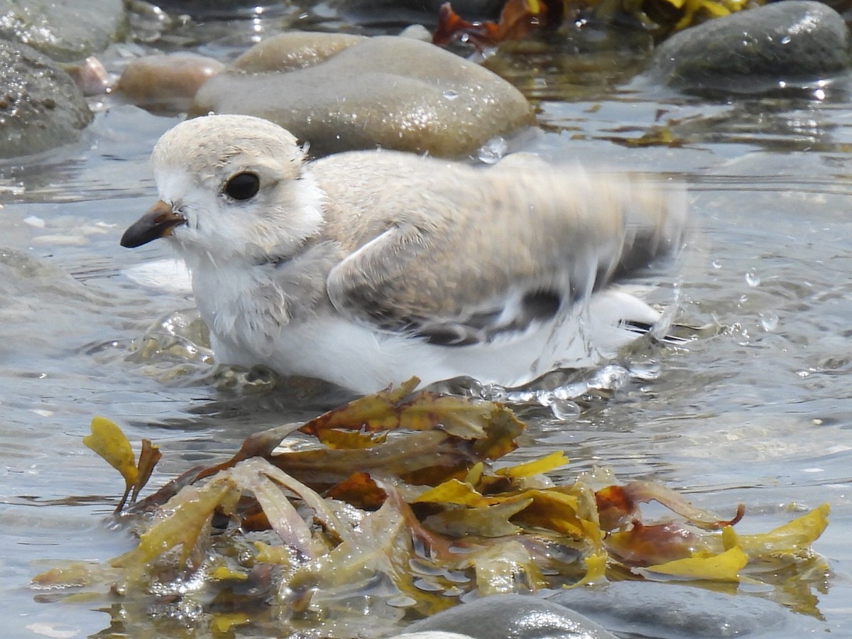 Piping Plover - ML638791754