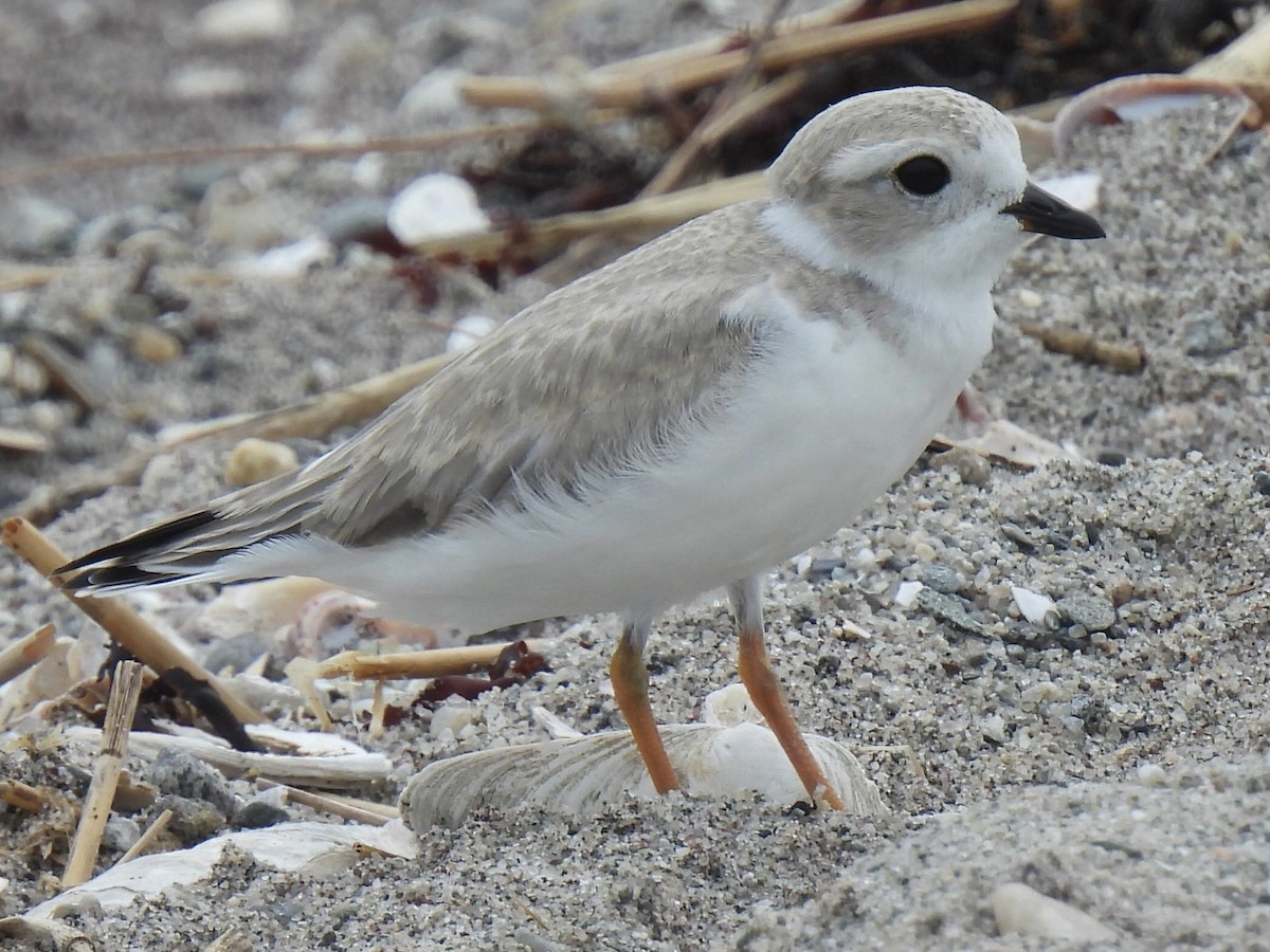 Piping Plover - ML638791755