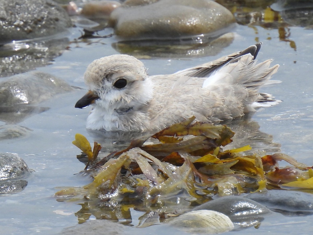 Piping Plover - ML638791756
