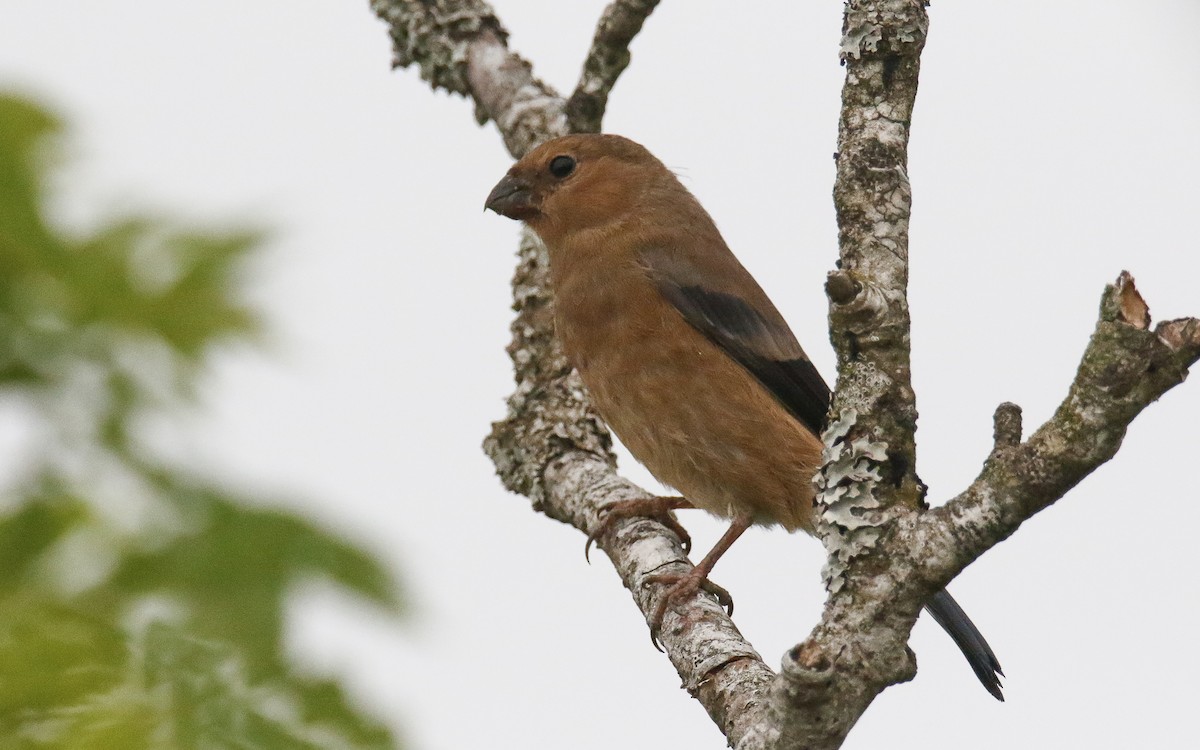 Eurasian Bullfinch (Baikal) - ML638791758
