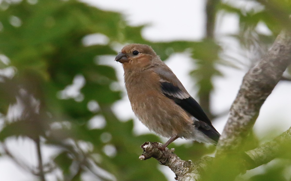 Eurasian Bullfinch (Baikal) - ML638791759