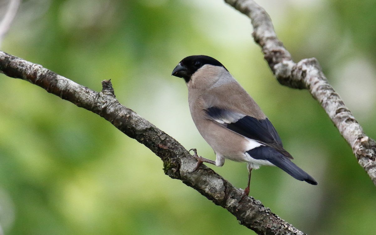 Eurasian Bullfinch (Baikal) - ML638791760