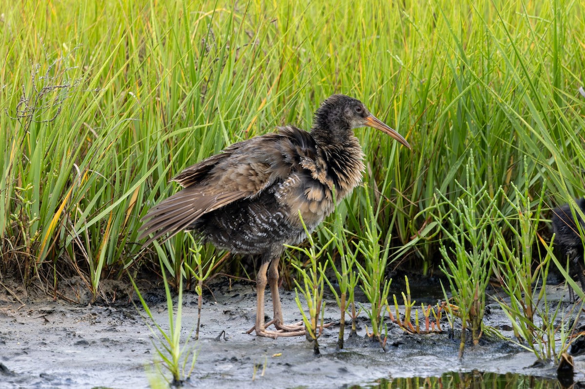 Clapper Rail - ML638791767