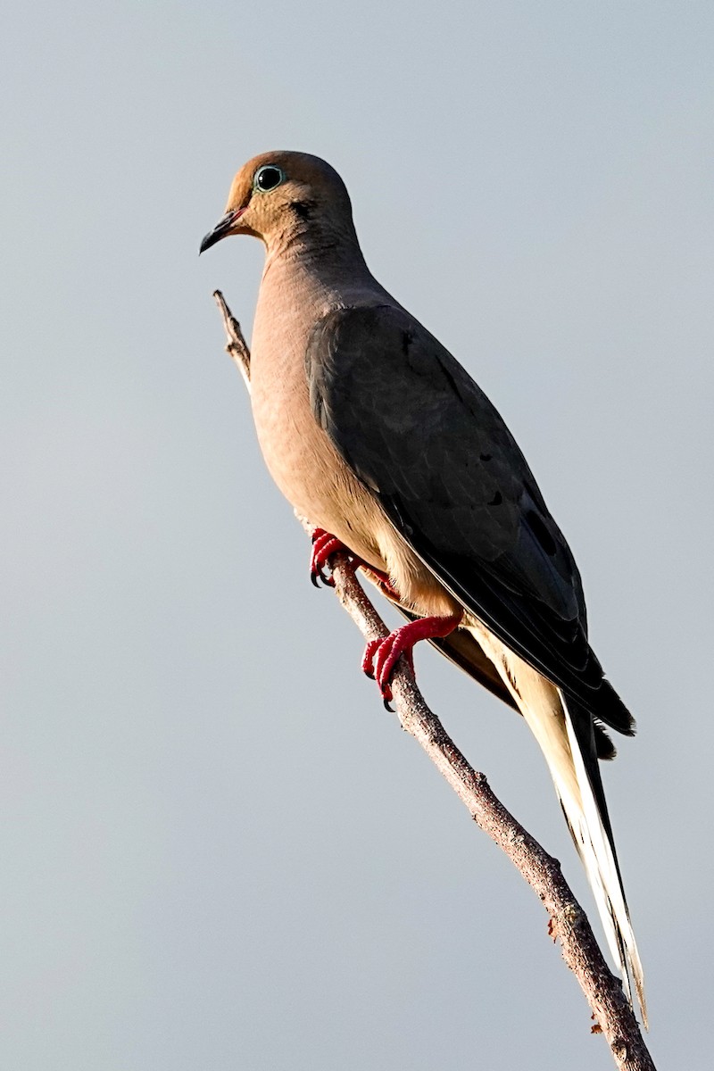 Mourning Dove - ML638791772