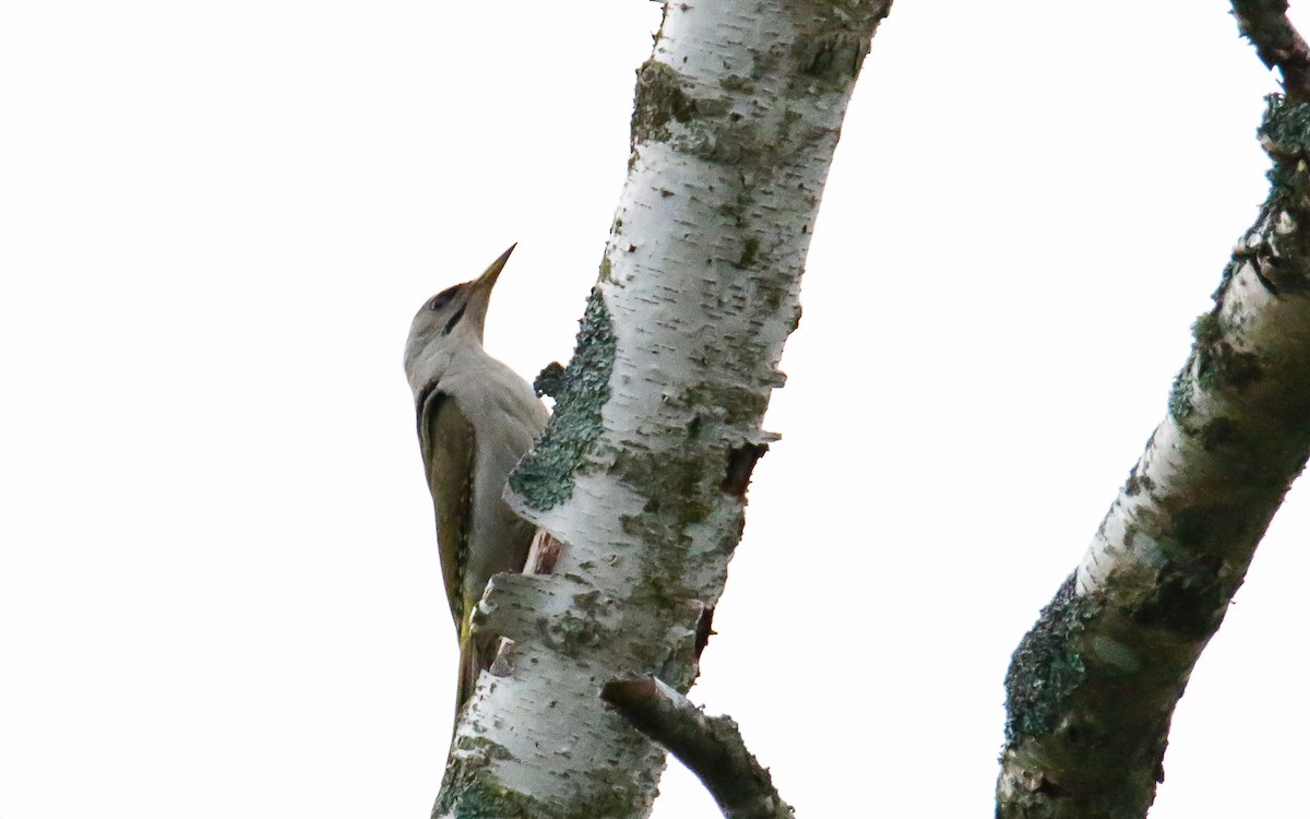 žluna šedá (ssp. canus/jessoensis) - ML638791782