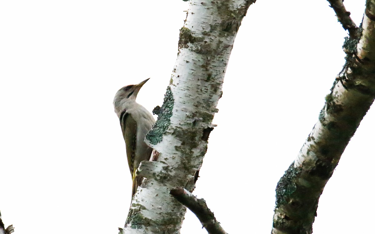 žluna šedá (ssp. canus/jessoensis) - ML638791783