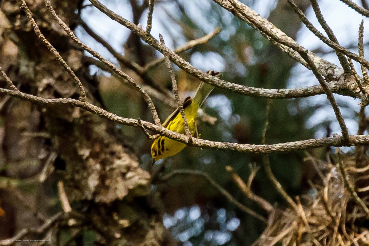 Prairie Warbler - ML638791789