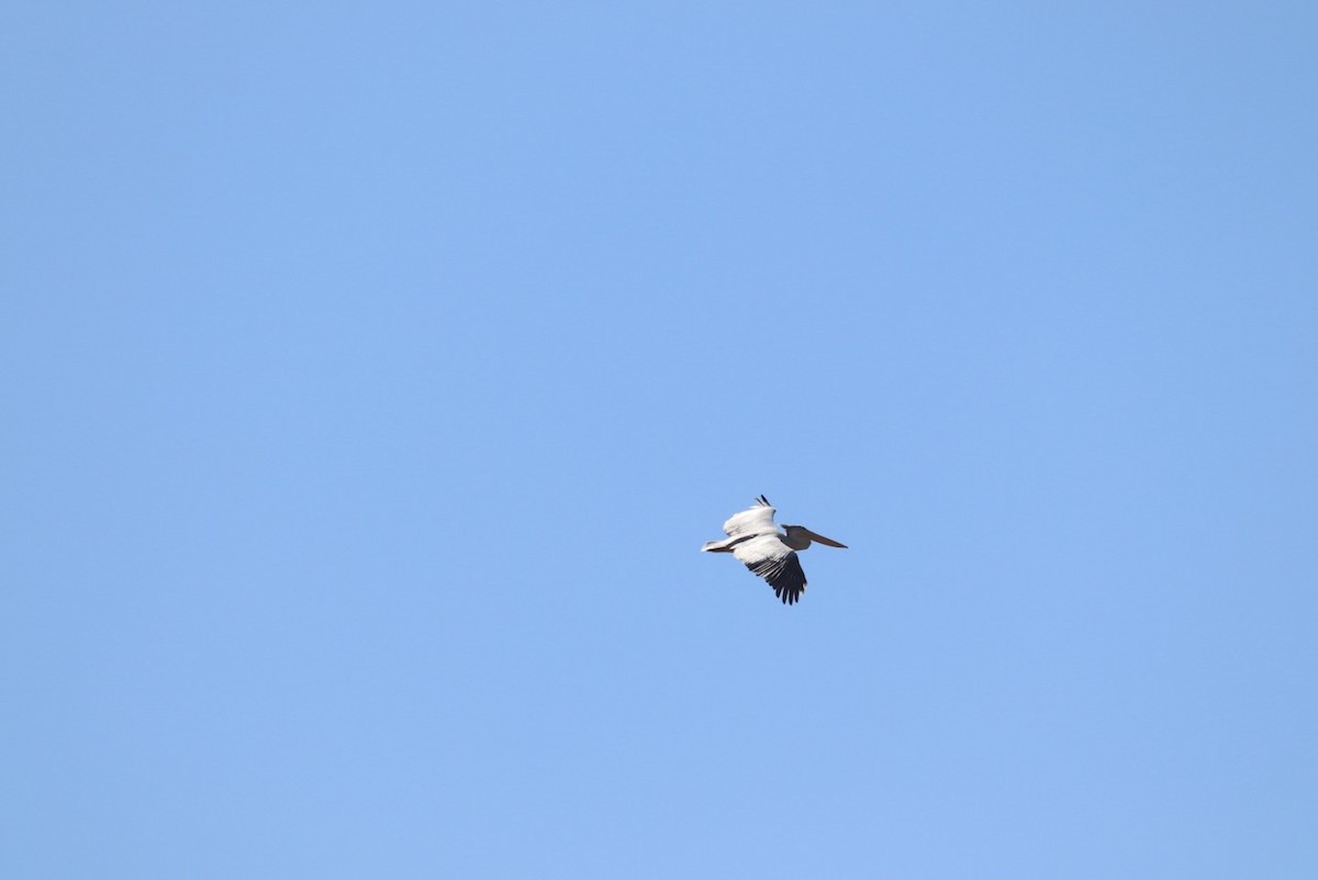 Great White Pelican - ML638791796