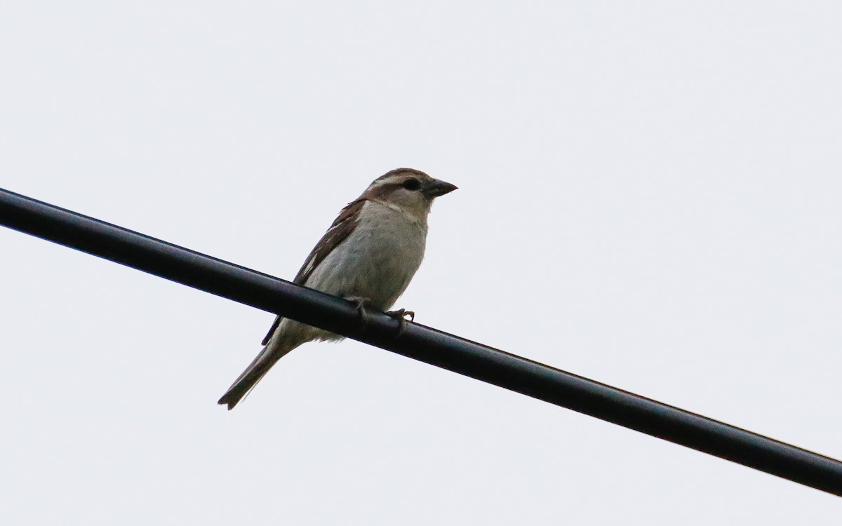 Russet Sparrow - ML638791833