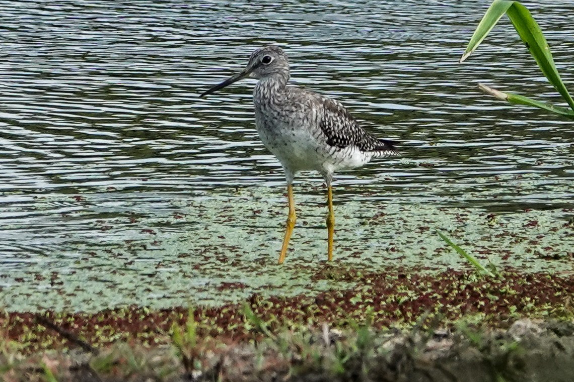 Greater Yellowlegs - ML638791834