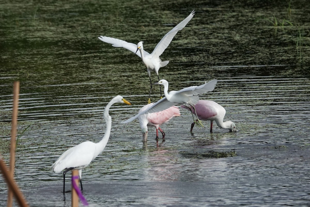 Roseate Spoonbill - ML638791836