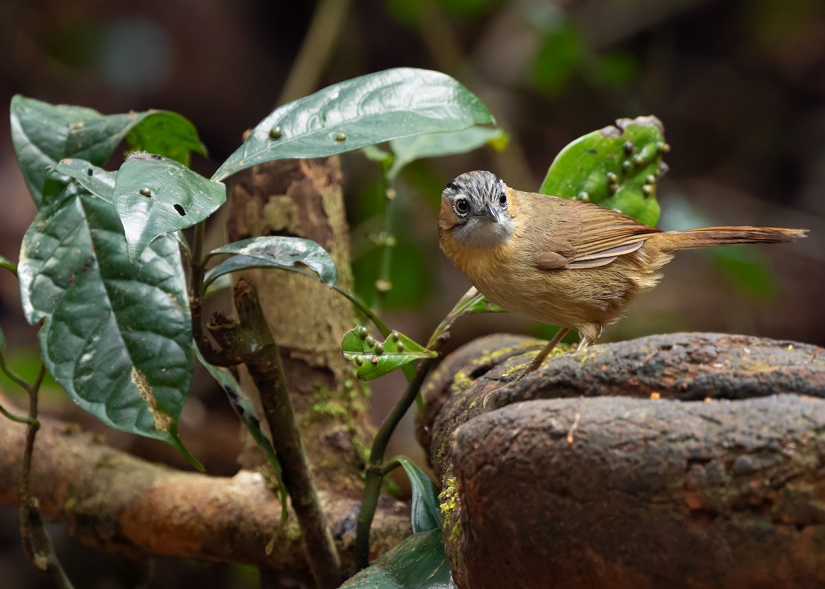 Gray-throated Babbler - ML638791837