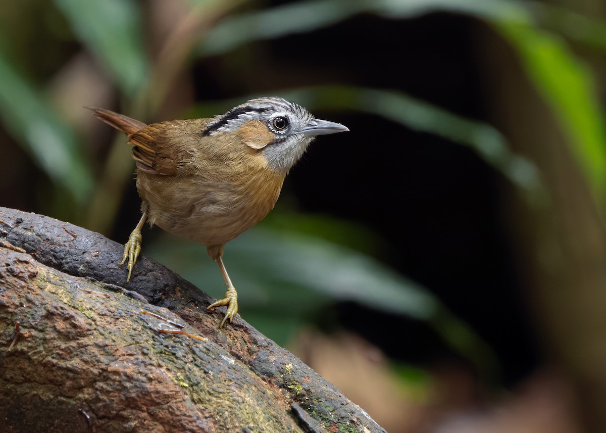 Gray-throated Babbler - ML638791838