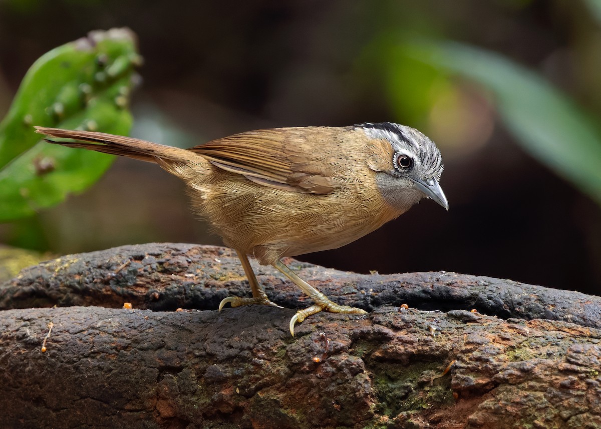 Gray-throated Babbler - ML638791839
