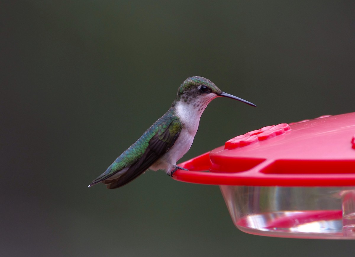 Ruby-throated Hummingbird - ML638791842