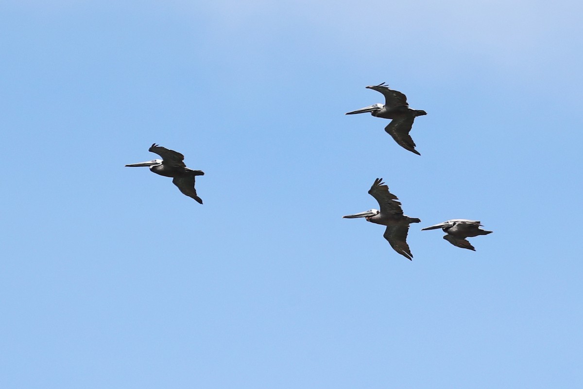 Brown Pelican - ML638791843