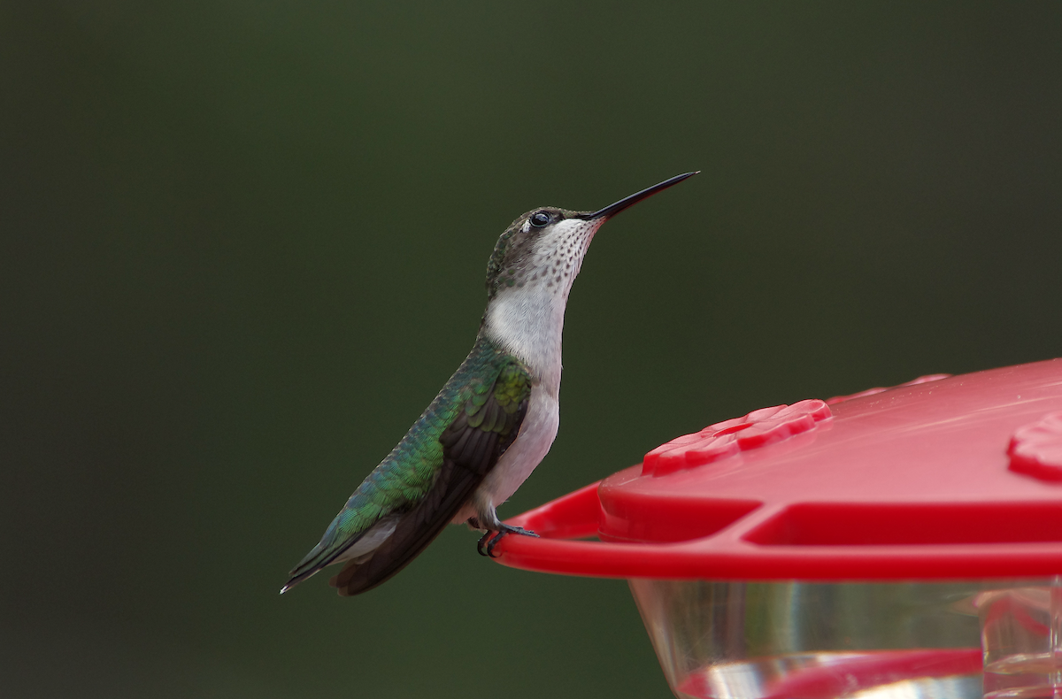 Ruby-throated Hummingbird - ML638791846