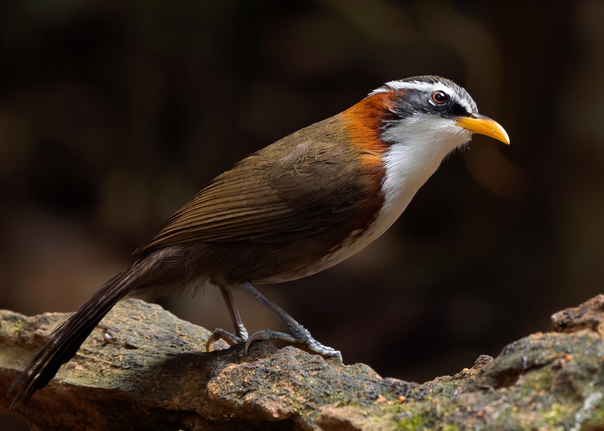 White-browed Scimitar-Babbler - ML638791848