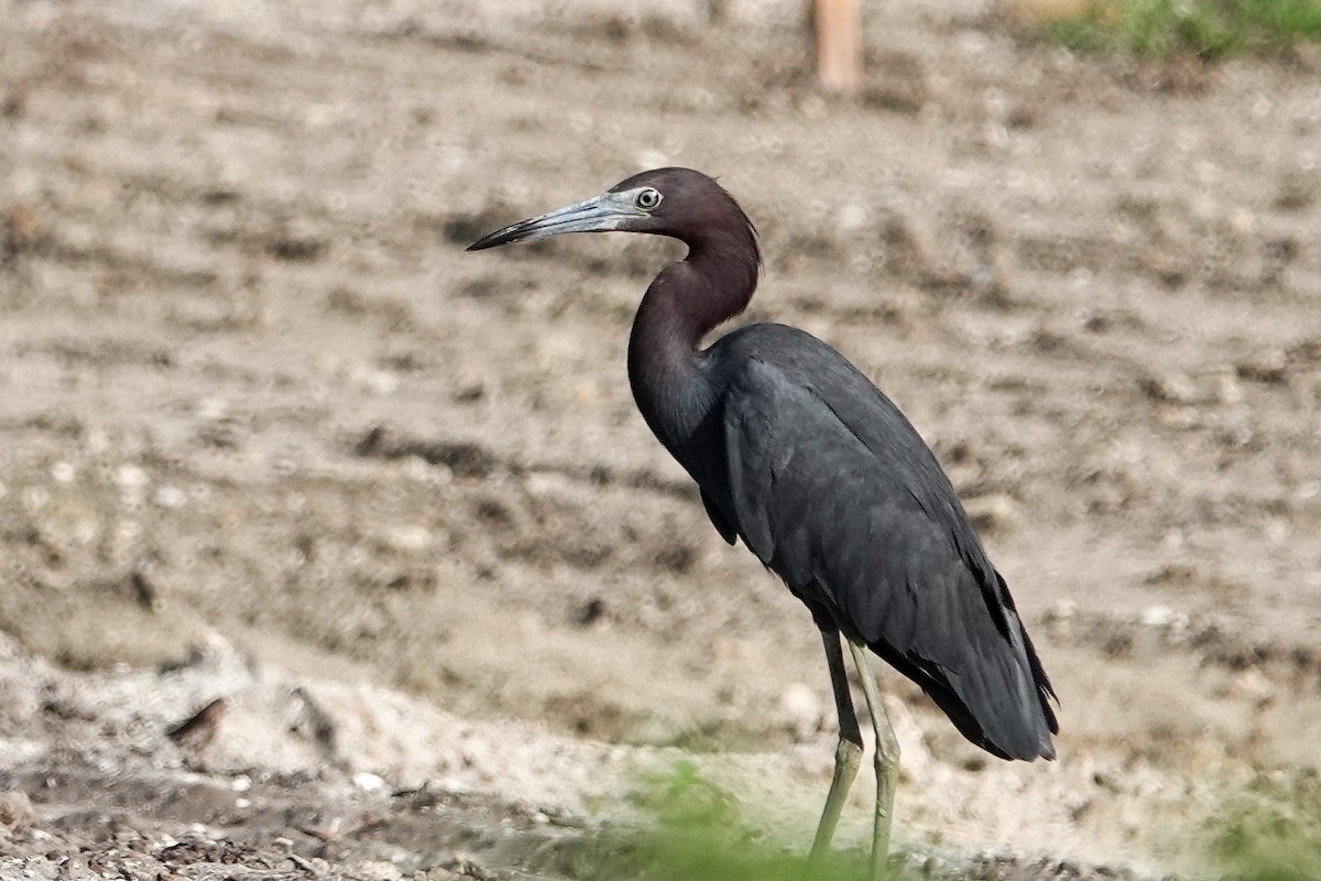 Little Blue Heron - ML638791849
