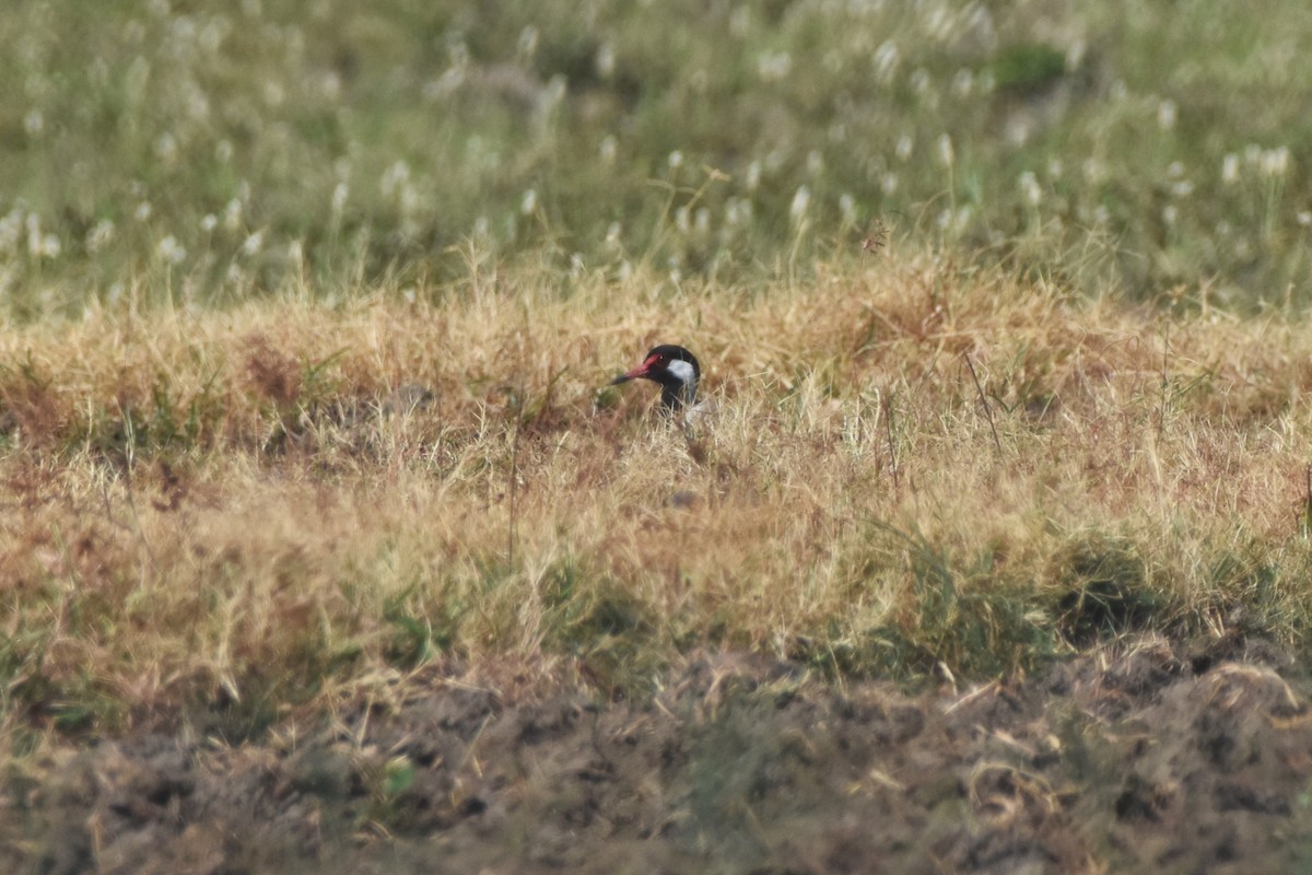 Red-wattled Lapwing - ML638791851