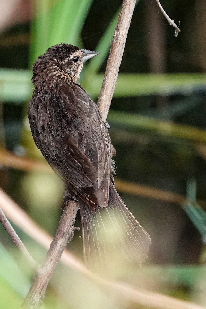 Red-winged Blackbird - ML638791852