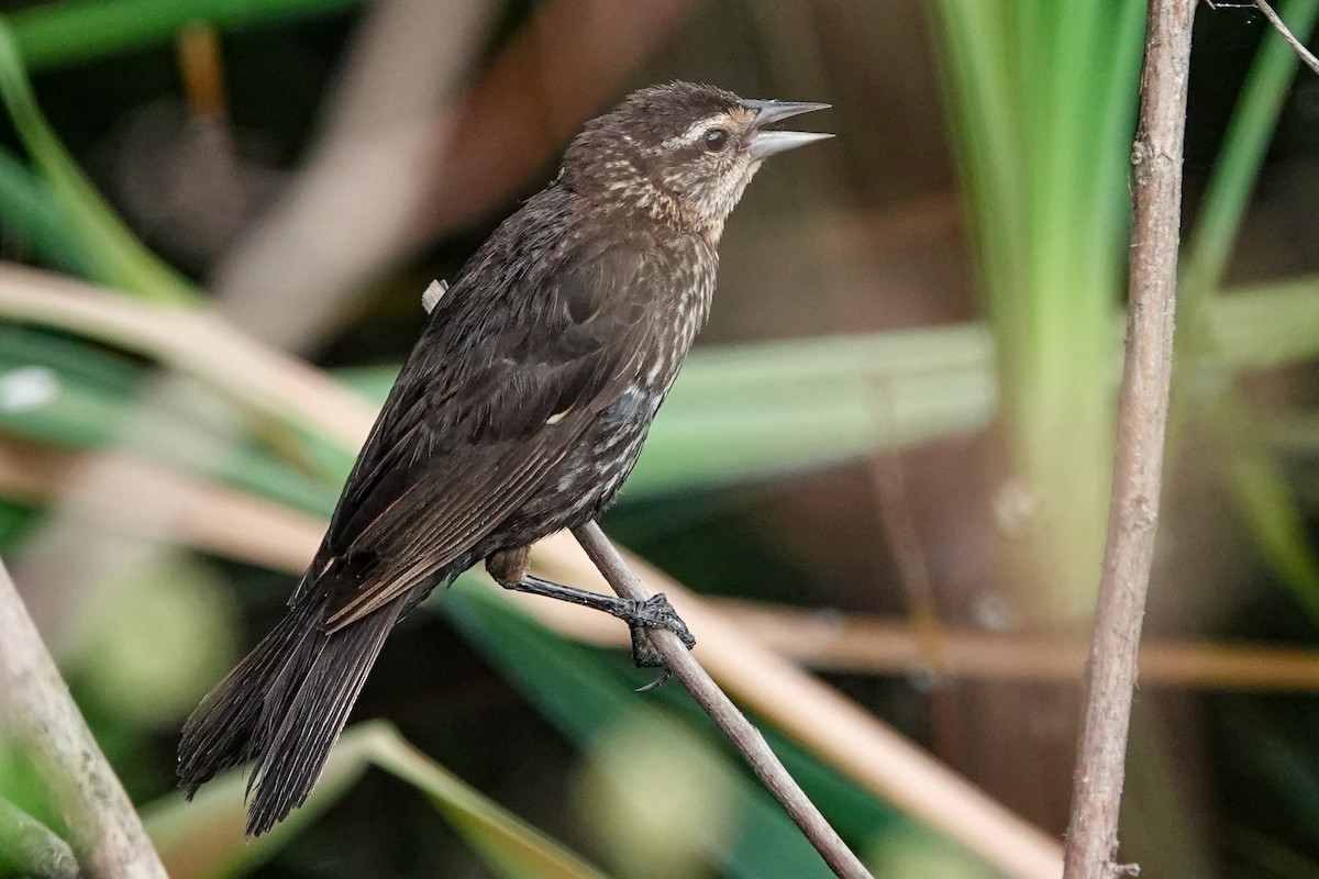 Red-winged Blackbird - ML638791853