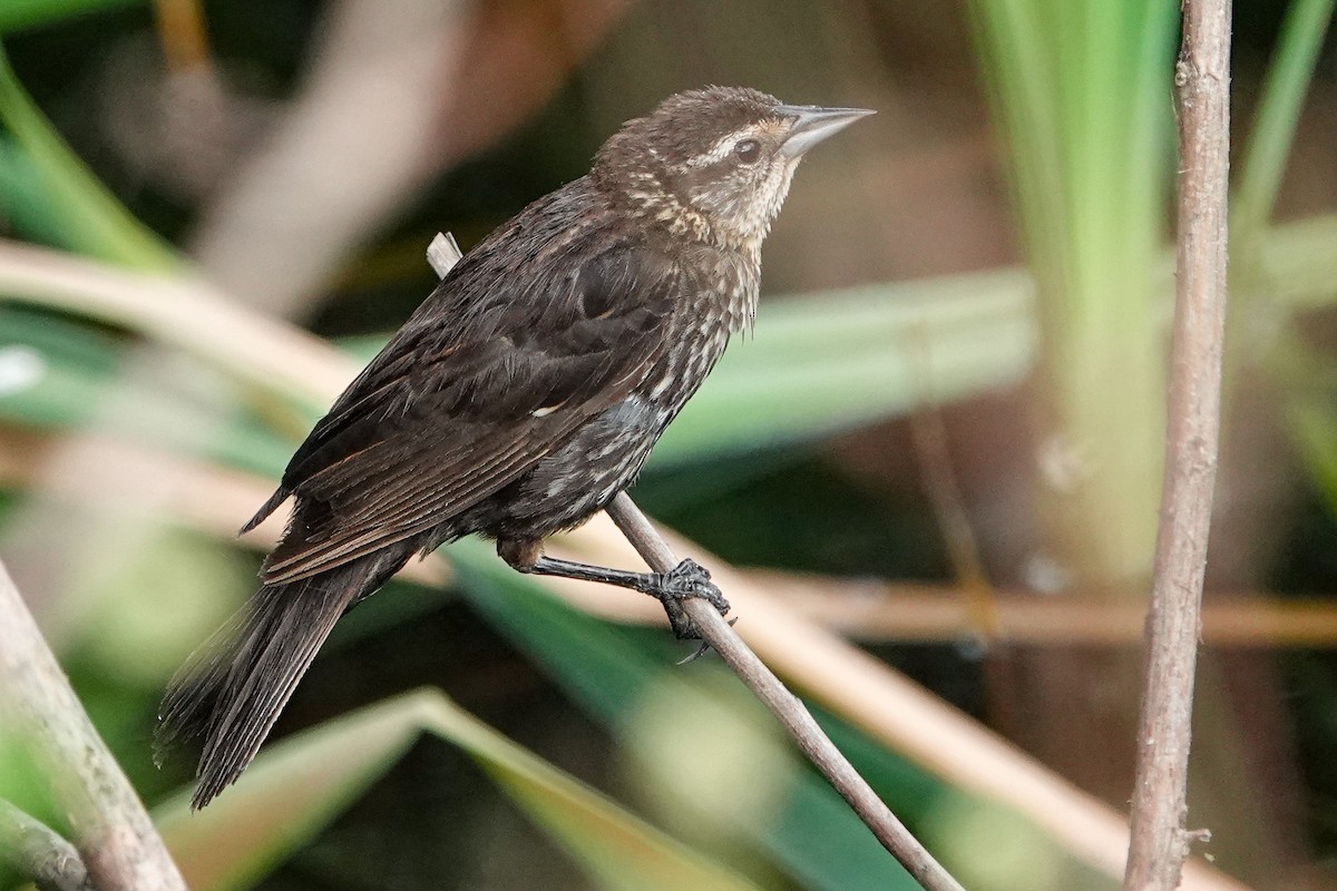 Red-winged Blackbird - ML638791854