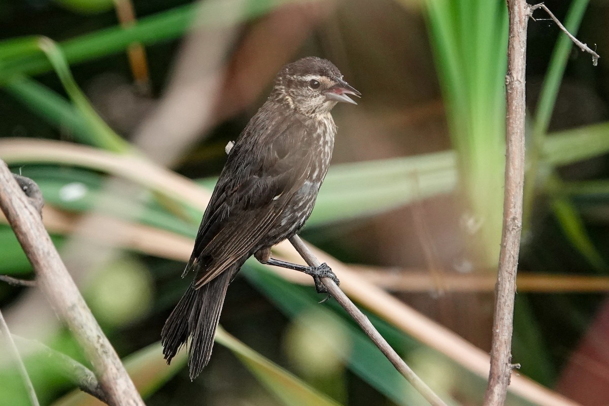 Red-winged Blackbird - ML638791855