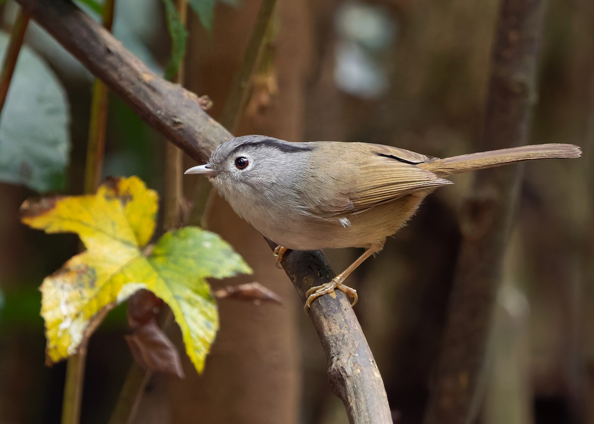 Mountain Fulvetta - ML638791856