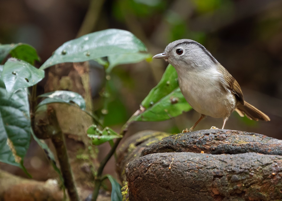 Mountain Fulvetta - ML638791857