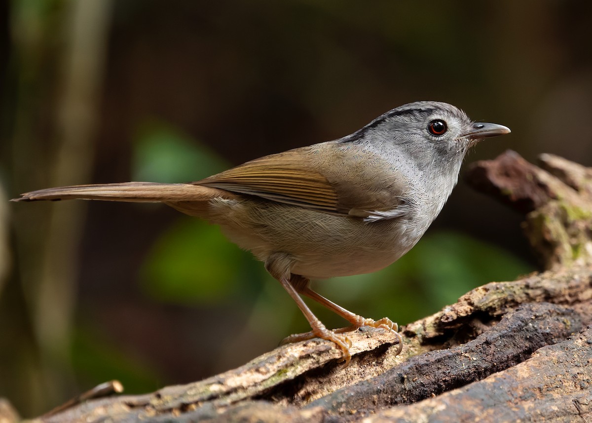 Mountain Fulvetta - ML638791858