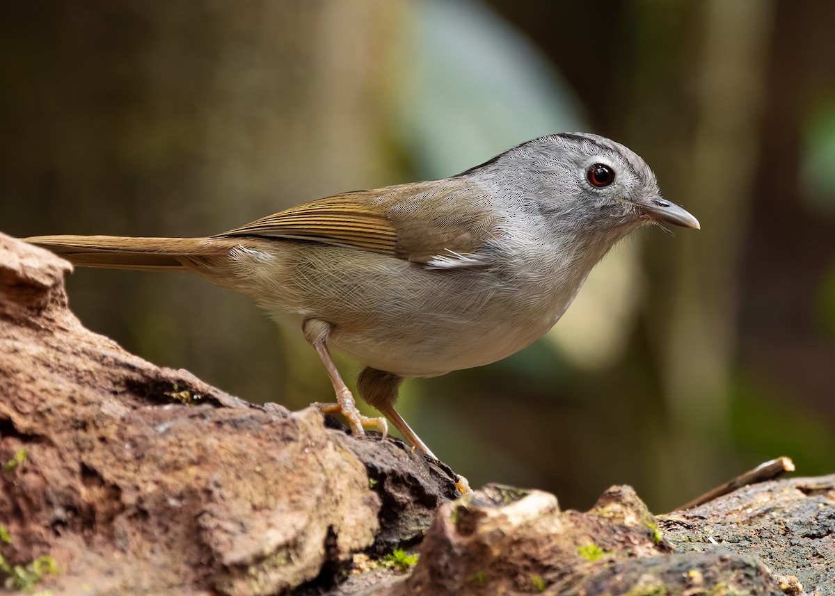 Mountain Fulvetta - ML638791859
