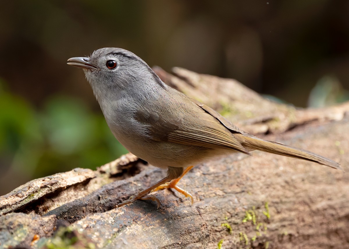 Mountain Fulvetta - ML638791860