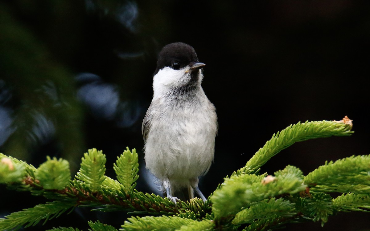Mésange boréale (groupe montanus) - ML638791861