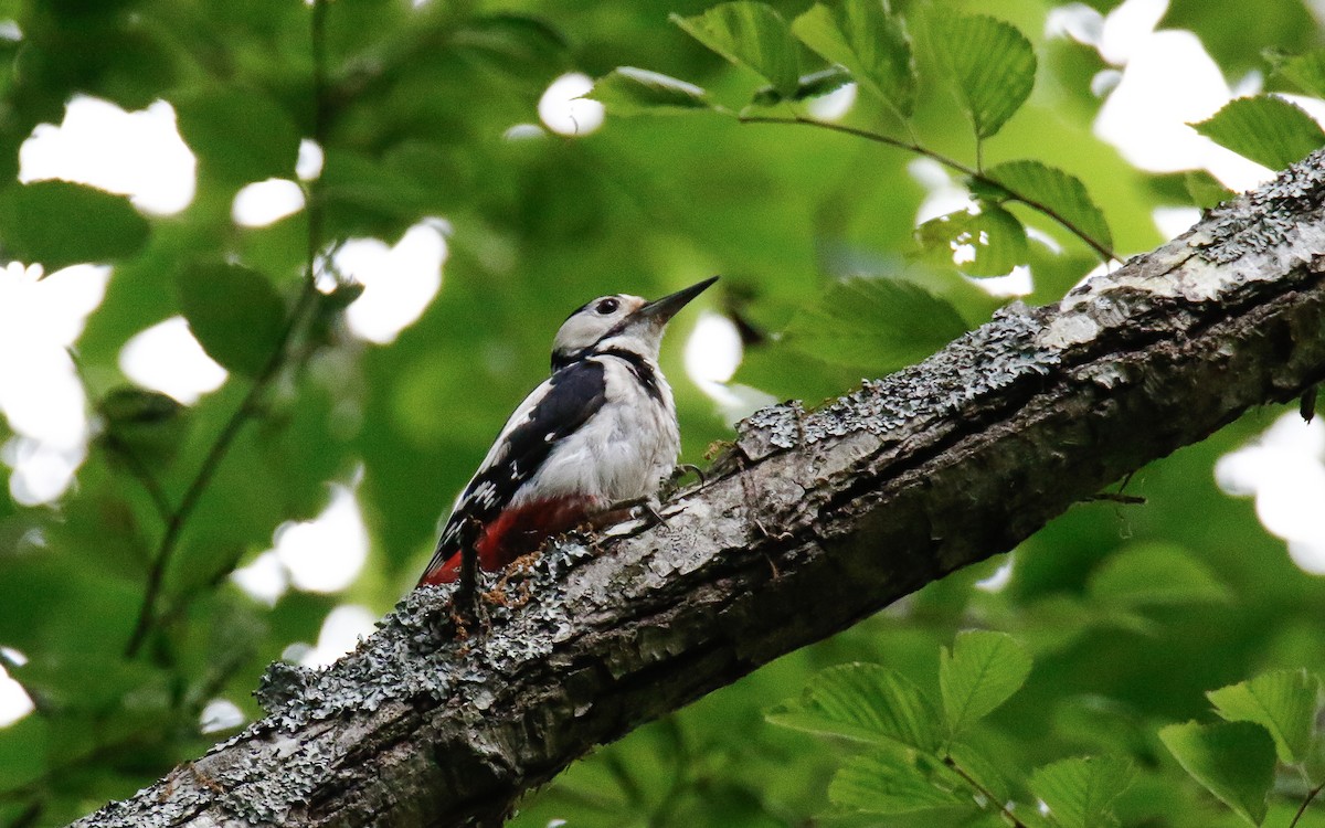 Great Spotted Woodpecker (japonicus) - ML638791869