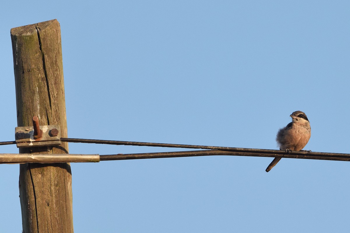 Iberian Gray Shrike - ML638791936
