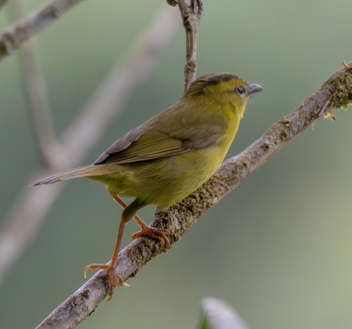 Choco Warbler - ML638791948