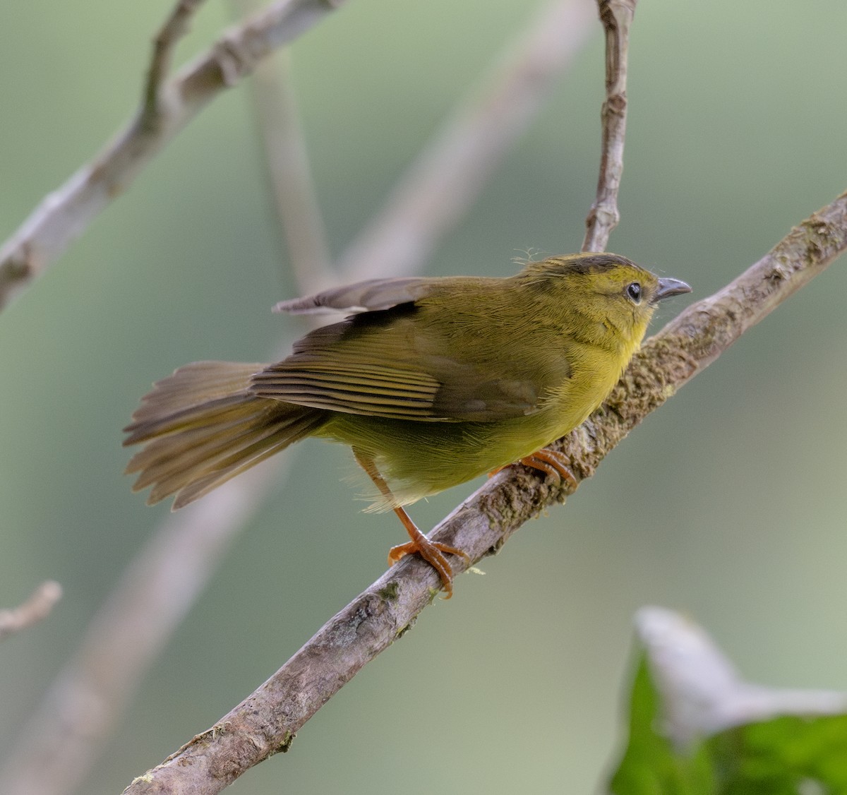 Choco Warbler - ML638791949