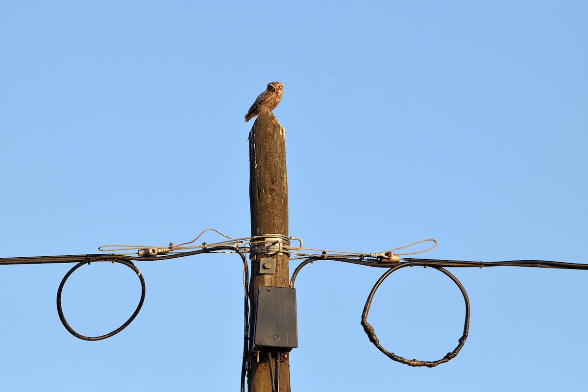 Хотны бүгээхэй - ML638791970