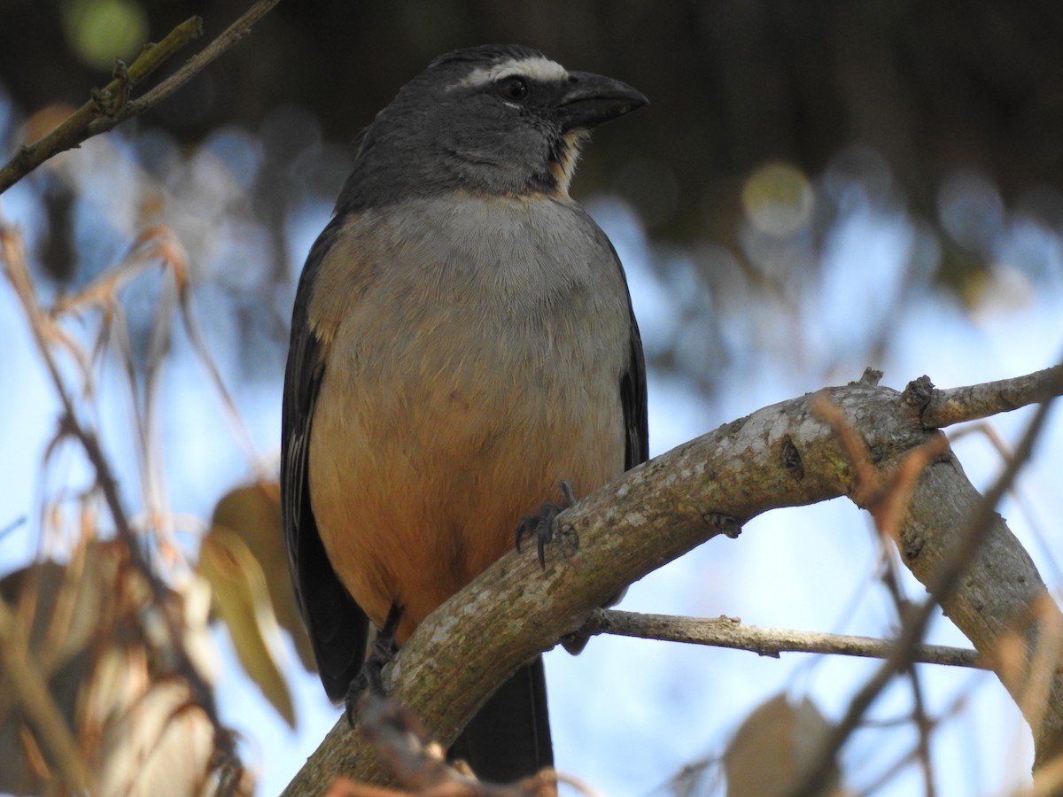 Bluish-gray Saltator - ML638791984