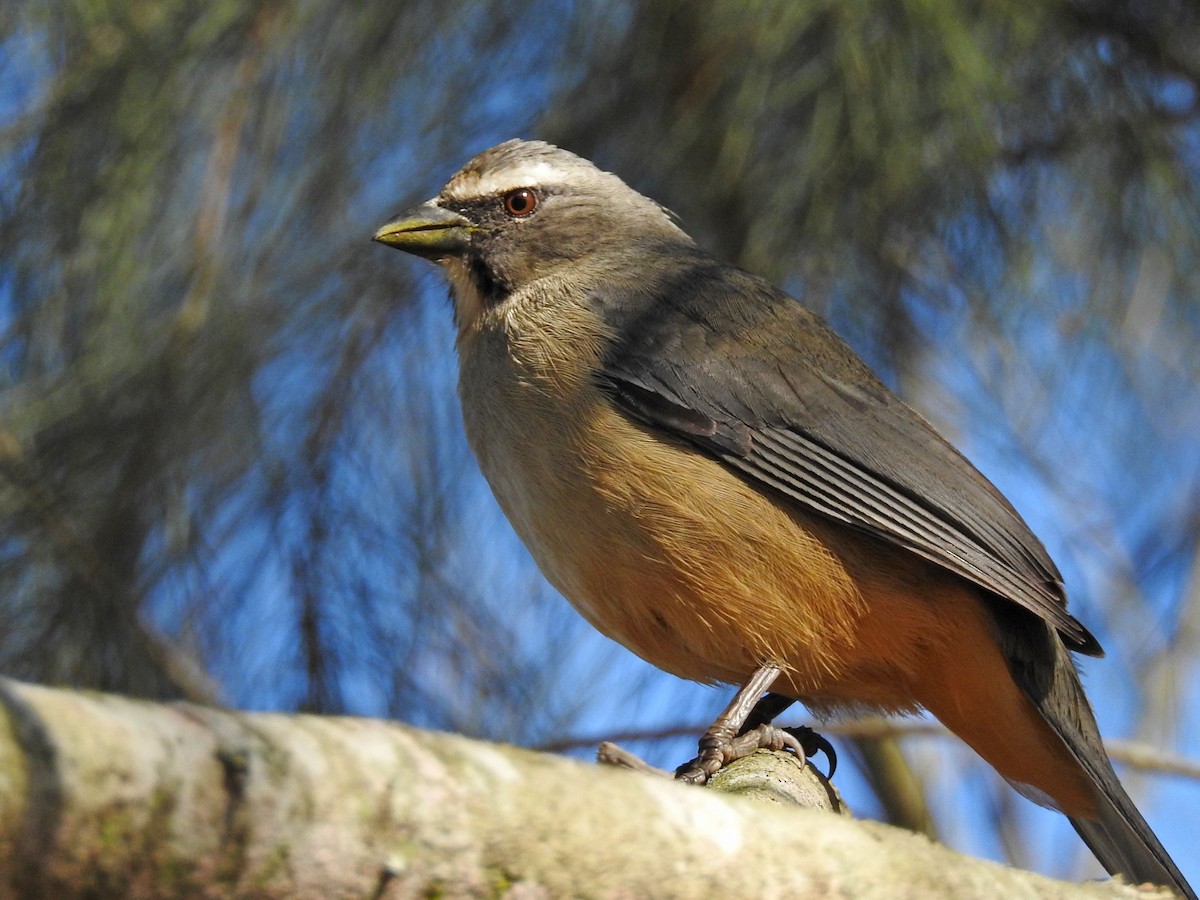 Bluish-gray Saltator - ML638791985