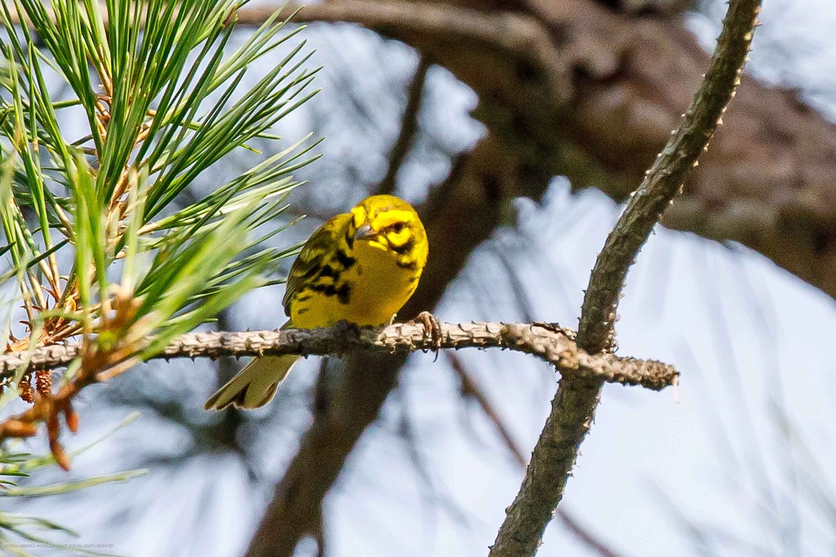Prairie Warbler - ML638792021