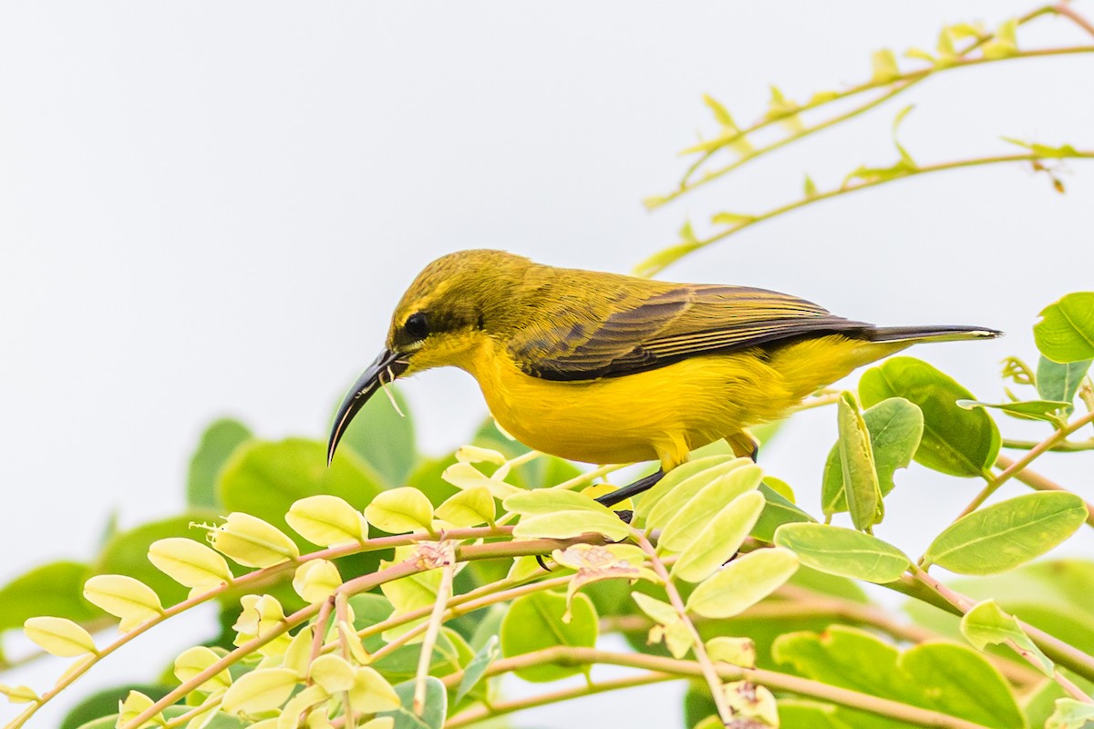 Sahul Sunbird - ML638792023