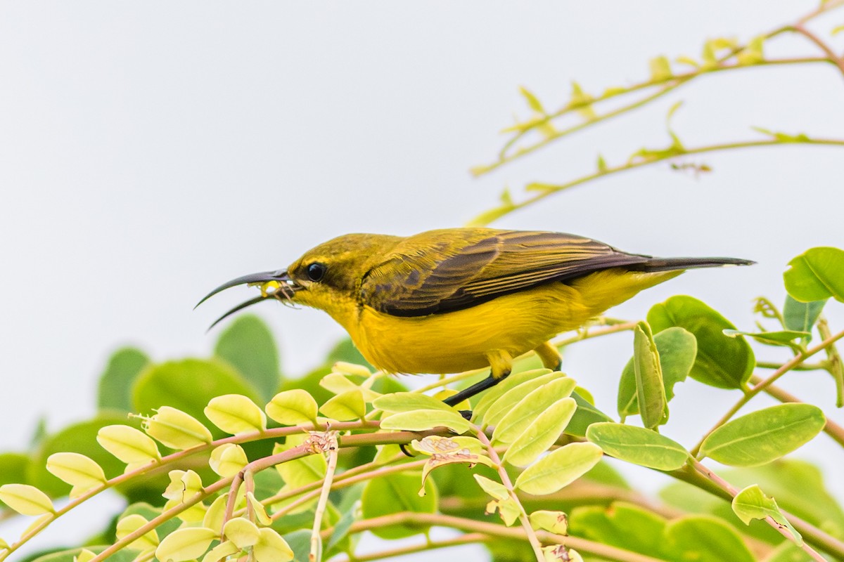 Sahul Sunbird - ML638792024