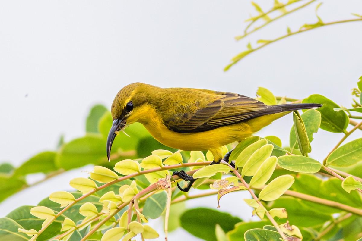 Sahul Sunbird - ML638792026