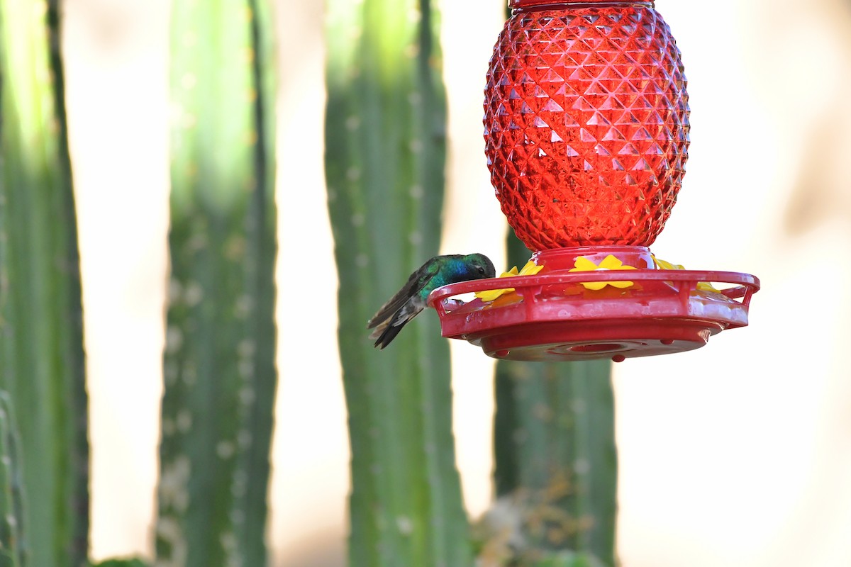 Broad-billed Hummingbird - ML638792062
