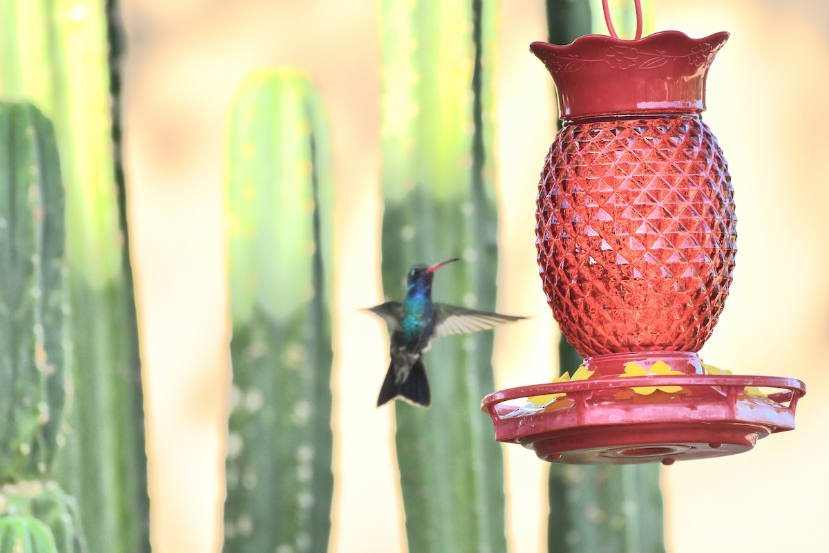 Broad-billed Hummingbird - ML638792063
