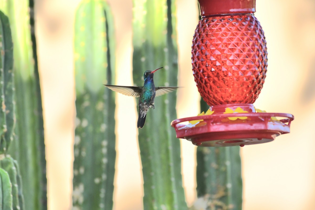 Broad-billed Hummingbird - ML638792064