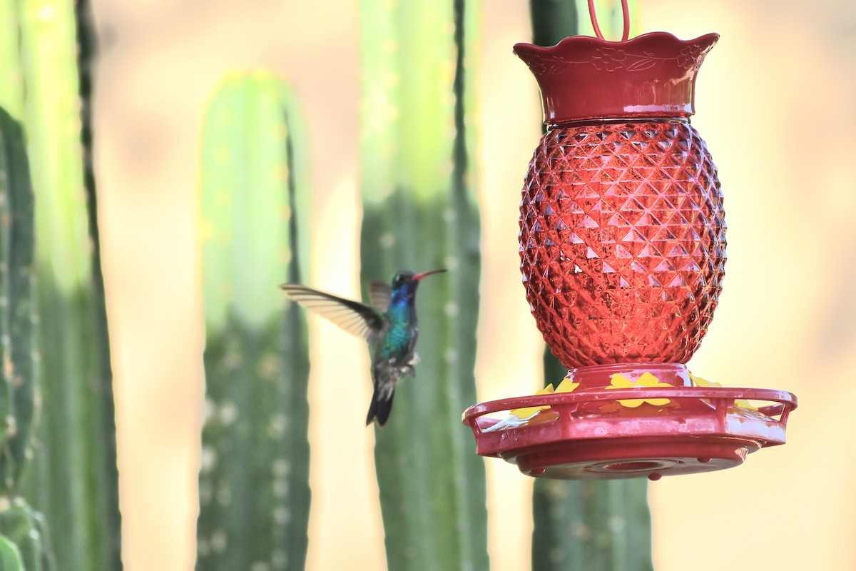 Broad-billed Hummingbird - ML638792065